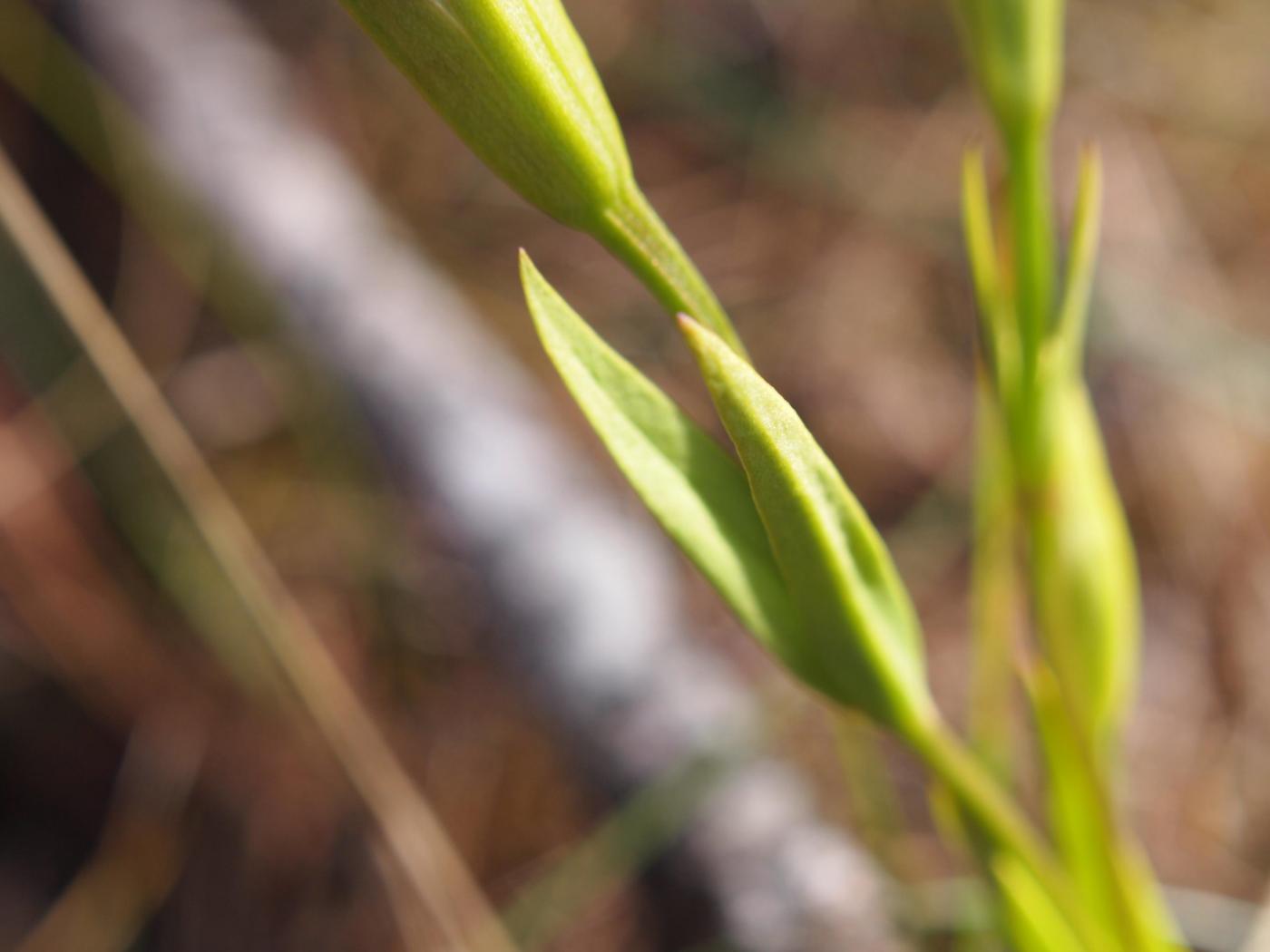 Gentian, Fringed leaf